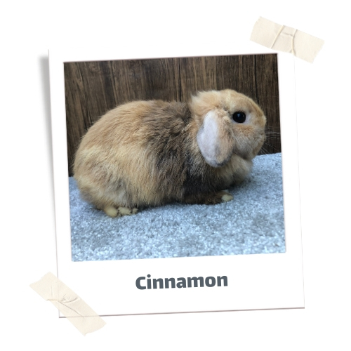 Cinnamon - Chocolate Harlequin VC